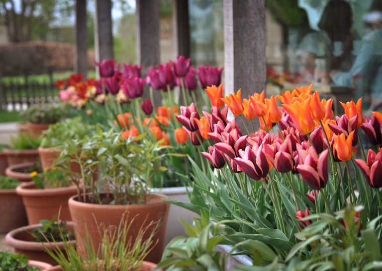 Aston Pottery - Spring Tulips