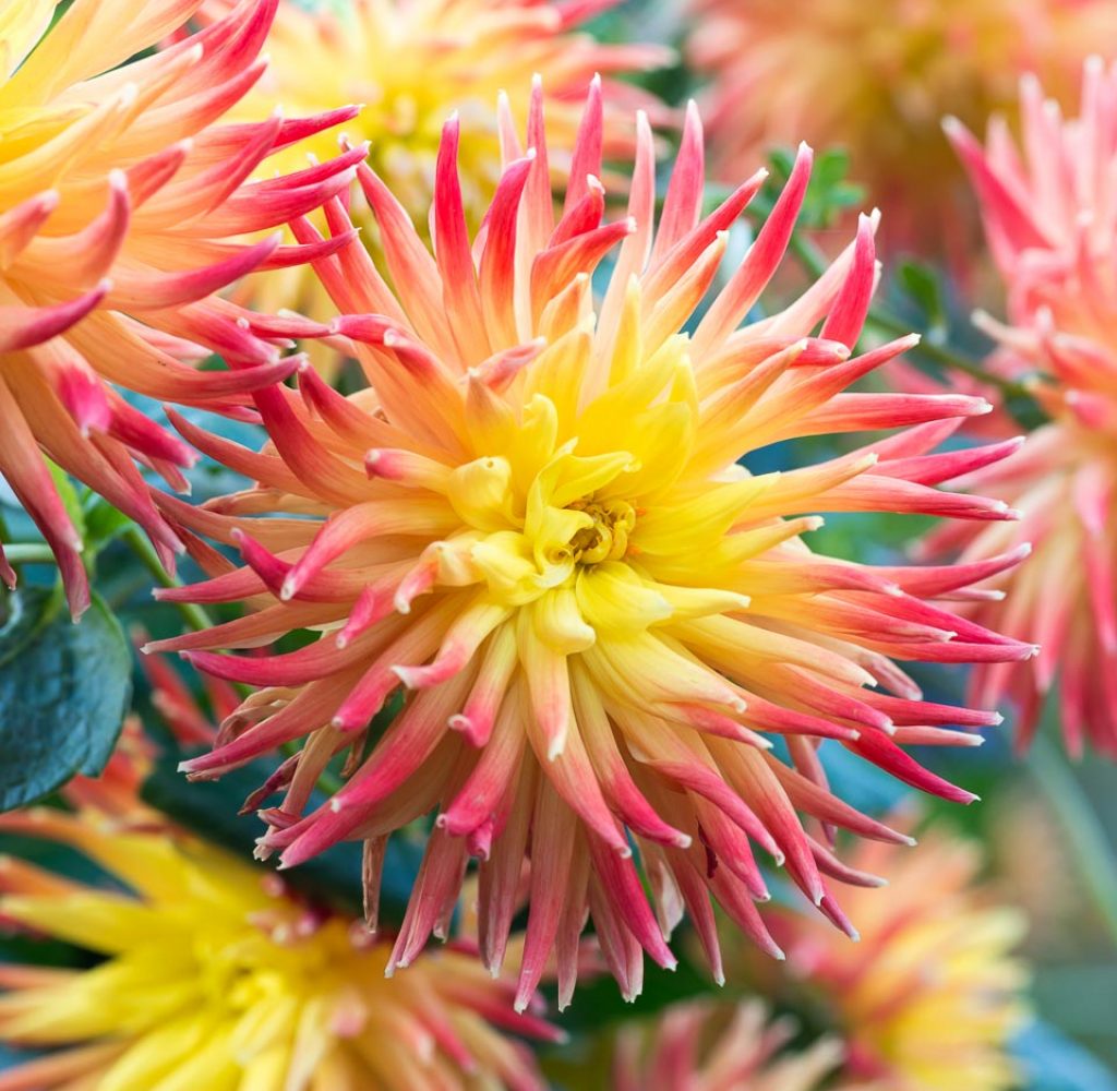 Dahlia ‘Alfred Grille’, a sumptuous semi-cactus dahlia with salmon pink and orange outer petals, changing to gold near the centres. This dahlia inspired the floral design on a range of Aston Pottery.