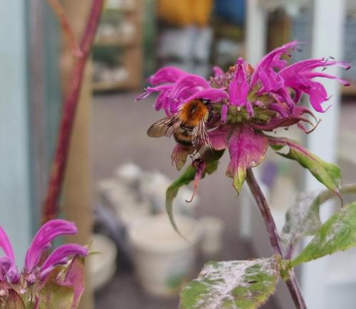Bee-on-flower