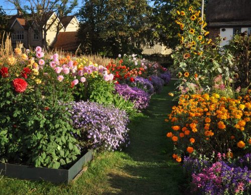 Aston Pottery Gardens - Dahlia Borders October 2026