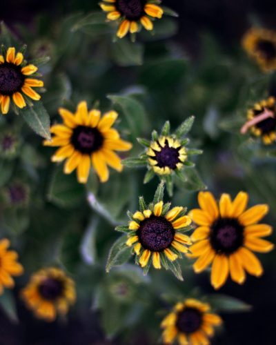 Aston Pottery Gardens - July 2026