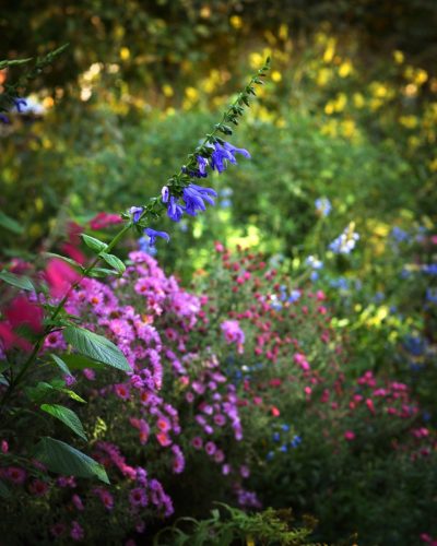 Aston Pottery Gardens - October 2026